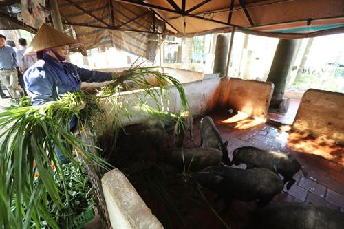 Chị Trương Kim Hoa - chủ Trang trại Hoa Viên (áo sẫm, đi giữa) giới thiệu về Trang trại Hoa Viên - mô hình nông nghiệp hữu cơ khép kín từ chăn nuôi đến trồng trọt. Ảnh: Hoàng Hà Trang trại Hoa Viên đang nuôi hơn 1.000 con lợn rừng sinh sản. Ảnh: Hoàng Hà Trang trại Hoa Viên mỗi năm cung cấp cho thị trường gần 1 vạn con lợn giống và hàng nghìn tấn lợn thương phẩm chất lượng cao. Ảnh: Hoàng Hà