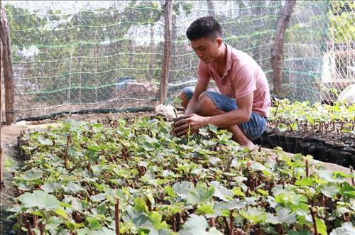 Nhân giống nho Hạ Đen không hạt. Ảnh: Nguyễn Thành – TTXVN Nhân giống nho Hạ Đen không hạt. Ảnh: Nguyễn Thành – TTXVN