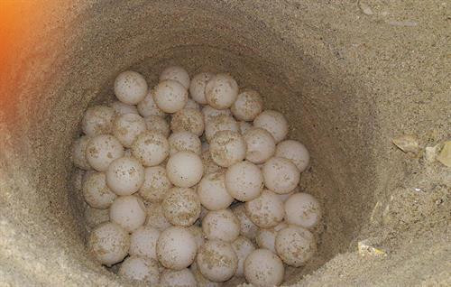 Ổ trứng rùa tại Khu bảo tồn biển Hòn Cau. Ổ trứng rùa tại Khu bảo tồn biển Hòn Cau.