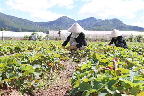 Chăm sóc dâu tây tại vườn trồng ngoài trời. Chăm sóc dâu tây tại vườn trồng ngoài trời.