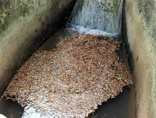 Sau khi phun thuốc, một lượng lớn châu chấu chết, trôi dạt dưới mương nước. Sau khi phun thuốc, một lượng lớn châu chấu chết, trôi dạt dưới mương nước.