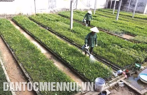 Chọn giống cây trồng phù hợp với từng loại đất. Ảnh: Danh Lam