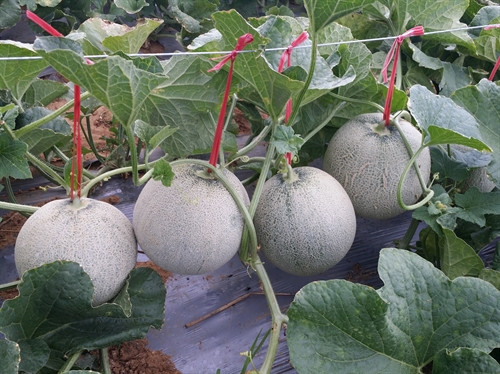 Ruộng dưa lưới của gia đình ông Việt. Ruộng dưa lưới của gia đình ông Việt.