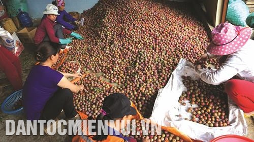 Đồng bào ở xã Tân Lập, huyện Mộc Châu phân loại mận hậu trước khi đóng gói vận chuyển đi tiêu thụ
