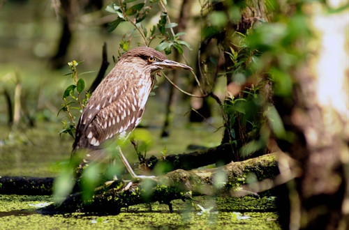 Nhiều loài động vật quý hiếm đang sinh sống tại rừng tràm Trà Sư Nhiều loài động vật quý hiếm đang sinh sống tại rừng tràm Trà Sư
