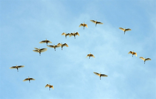 Nhiều loài động vật quý hiếm đang sinh sống tại rừng tràm Trà Sư Nhiều loài động vật quý hiếm đang sinh sống tại rừng tràm Trà Sư