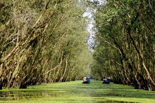 Quang cảnh rừng tràm Trà Sư Quang cảnh rừng tràm Trà Sư