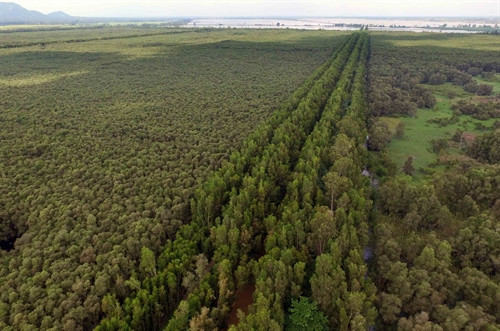 Hàng trăm ha rừng tràm đan xen nhìn từ trên cao Hàng trăm ha rừng tràm đan xen nhìn từ trên cao