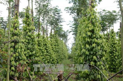 Phần lớn diện tích thuộc 175ha đã bị lấn chiếm và trồng các loại cây nông nghiệp ở tỉnh Đắk Nông. Ảnh: Mai Hưng Thịnh - TTXVN Phần lớn diện tích thuộc 175ha đã bị lấn chiếm và trồng các loại cây nông nghiệp ở tỉnh Đắk Nông. Ảnh: Mai Hưng Thịnh - TTXVN