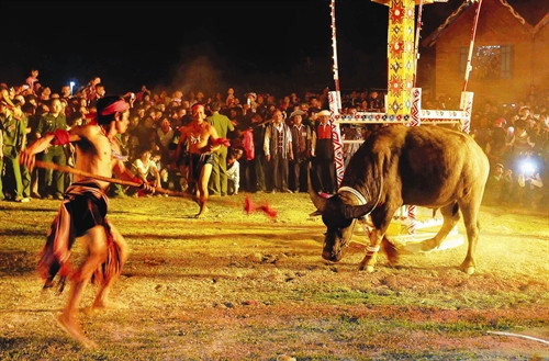 Lễ đâm trâu bắt đầu