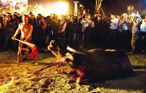 Trâu bị hạ gục