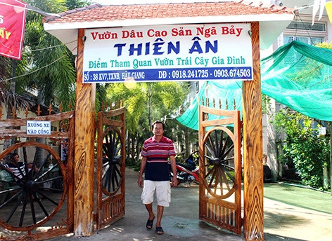 Dù mới đưa vào hoạt động cách đây chưa lâu, nhưng vườn dâu cao sản Ngã Bảy Thiên Ân đã thu hút khá đông người đến tham quan. Dù mới đưa vào hoạt động cách đây chưa lâu, nhưng vườn dâu cao sản Ngã Bảy Thiên Ân đã thu hút khá đông người đến tham quan.