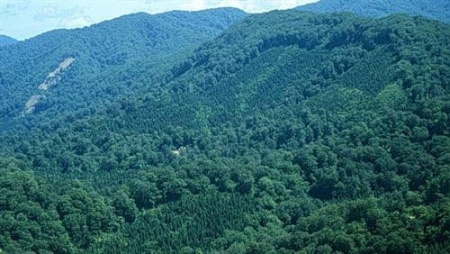 Rừng được bà con các dân tộc thiểu số gìn giữ thông qua những luật tục. Rừng được bà con các dân tộc thiểu số gìn giữ thông qua những luật tục.