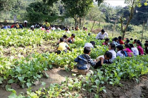 Sau mỗi buổi học trên lớp, thầy trò cùng nhau chăm sóc vườn rau. Ảnh: Đinh Đức Tưởng – TTXVN Sau mỗi buổi học trên lớp, thầy trò cùng nhau chăm sóc vườn rau. Ảnh: Đinh Đức Tưởng – TTXVN