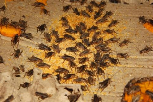 Dế khá dễ nuôi, thức ăn chủ yếu là rau quả, bột bắp do anh Trung tự xay, chế biến. Ảnh: 24h.com.vn Dế khá dễ nuôi, thức ăn chủ yếu là rau quả, bột bắp do anh Trung tự xay, chế biến. Ảnh: 24h.com.vn