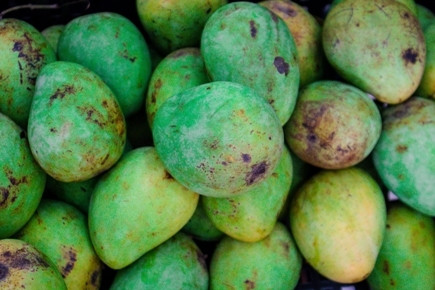 Xoài Yên Châu ảnh 1 Xoài Yên Châu ảnh 1