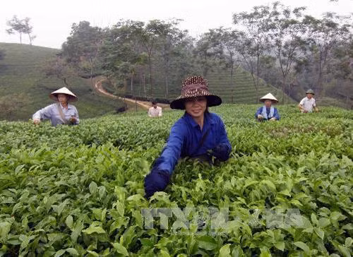 Công nhân thu hái chè nguyên liệu tại nông trường ở Phú Thọ. Ảnh: Vũ Sinh - TTXVN