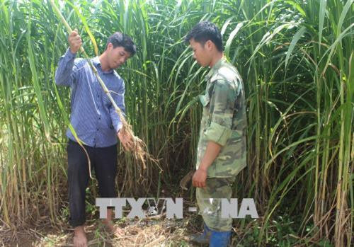 Thạc sỹ trẻ Tạ Quang Tưởng (mặc áo sọc) hướng dẫn kỹ thuật trồng cỏ VA06 cho người dân. Ảnh: Trịnh Duy Hưng-TTXVN Thạc sỹ trẻ Tạ Quang Tưởng (mặc áo sọc) hướng dẫn kỹ thuật trồng cỏ VA06 cho người dân. Ảnh: Trịnh Duy Hưng-TTXVN