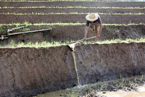 Người dân lấy nước vào ruộng chuẩn bị cho vụ lúa mới tại xã Tả Lèng, huyện Tam Đường tỉnh Lai Châu. Ảnh: Quý Trung - TTXVN Để có những thửa ruộng bậc thang chạy dài uốn quanh sườn núi là công sức của bao đời của nhân dân các vùng núi cao. Ảnh: Quý Trung - TTXVN Người dân tập trung cấy trên những cánh đồng đã đầy no nước trời tại xã Tả Lèng huyện Tam Đường tỉnh Lai Châu. Ảnh: Quý Trung - TTXVN Nhiều hộ dân có điều kiện đầu tư máy cầy để phục vụ cho một vụ mùa mới. Ảnh: Quý Trung - TTXVN Những cơn mưa lớn mang dòng nước nguồn từ trên các ngọn núi đổ xuống những ruộng bậc thang tạo thành những vệt màu đa sắc, càng làm sống động bức tranh bình dị của xã Tà Lèng, huyện Tam Đường tỉnh Lai Châu. Ảnh: Quý Trung - TTXVN Người dân lấy nước vào ruộng chuẩn bị cho vụ lúa mới tại xã Tả Lèng, huyện Tam Đường tỉnh Lai Châu. Ảnh: Quý Trung - TTXVN Để có những thửa ruộng bậc thang chạy dài uốn quanh sườn núi là công sức của bao đời của nhân dân các vùng núi cao. Ảnh: Quý Trung - TTXVN Người dân tập trung cấy trên những cánh đồng đã đầy no nước trời tại xã Tả Lèng huyện Tam Đường tỉnh Lai Châu. Ảnh: Quý Trung - TTXVN Nhiều hộ dân có điều kiện đầu tư máy cầy để phục vụ cho một vụ mùa mới. Ảnh: Quý Trung - TTXVN Những cơn mưa lớn mang dòng nước nguồn từ trên các ngọn núi đổ xuống những ruộng bậc thang tạo thành những vệt màu đa sắc, càng làm sống động bức tranh bình dị của xã Tà Lèng, huyện Tam Đường tỉnh Lai Châu. Ảnh: Quý Trung - TTXVN
