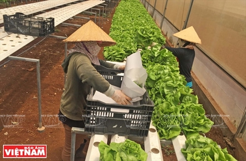 Nhân công khéo léo xếp rau xà lách thủy canh Nhân công khéo léo xếp rau xà lách thủy canh