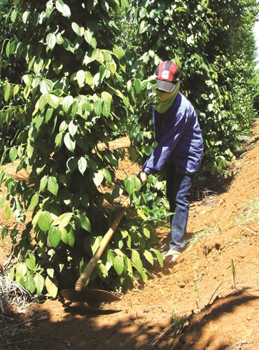 Thường xuyên kiểm tra vườn hồ tiêu để sớm phát hiện bệnh và có biện pháp xử lý kịp thời Thường xuyên kiểm tra vườn hồ tiêu để sớm phát hiện bệnh và có biện pháp xử lý kịp thời