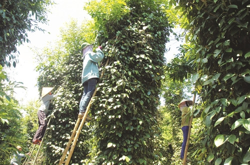 Chọn giống tiêu có năng suất cao và ít bị nhiễm bệnh Chọn giống tiêu có năng suất cao và ít bị nhiễm bệnh