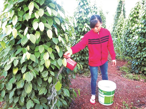 Tưới phân an toàn để dưỡng chất cho đất, giúp cây tiêu khỏe mạnh và không bị bệnh Tưới phân an toàn để dưỡng chất cho đất, giúp cây tiêu khỏe mạnh và không bị bệnh