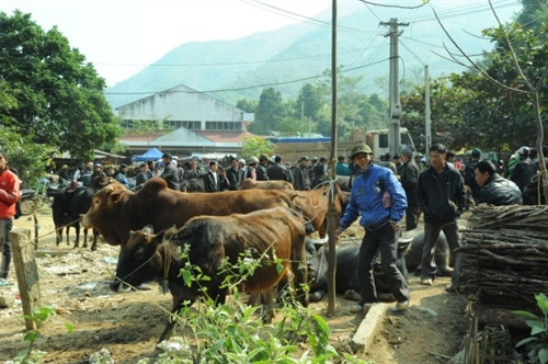 Khu bán bò chợ Nà Tốm, xã Vĩnh Quang luôn tấp nập. Khu bán bò chợ Nà Tốm, xã Vĩnh Quang luôn tấp nập.