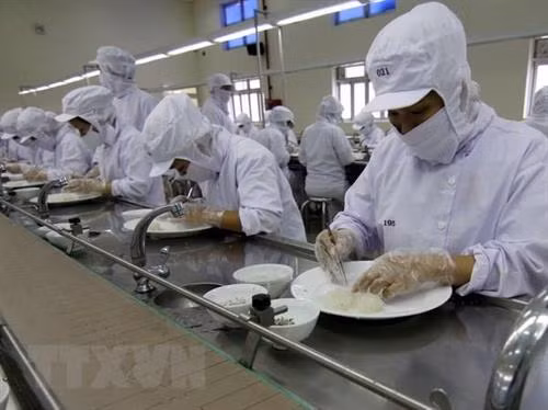 Dây chuyền sản xuất yến sào ở Khánh Hòa. Ảnh: Vũ Sinh - TTXVN