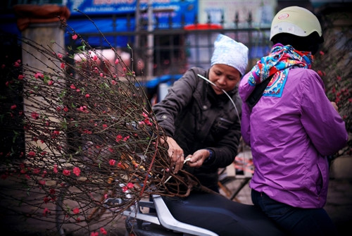 Một người bán hoa đang buộc cành đào vừa bán xong lên yên xe của khách