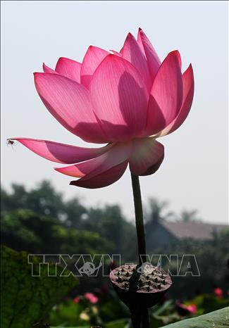 Sen hồng ở huyện Hải Lăng. Ảnh: Hồ Cầu-TTXVN Sen hồng ở huyện Hải Lăng. Ảnh: Hồ Cầu-TTXVN