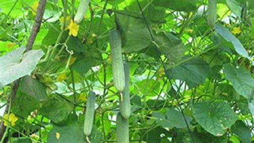 Bệnh khảm lá, vàng lá, chùn ngọn… thường nặng ở những vùng có nóng, khô hạn. Ảnh: nhanong.netnews.vn Bệnh khảm lá, vàng lá, chùn ngọn… thường nặng ở những vùng có nóng, khô hạn. Ảnh: nhanong.netnews.vn