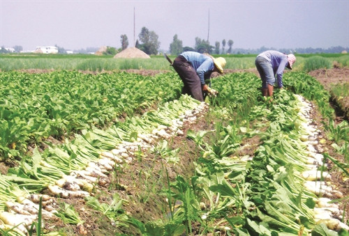 Sau 45 - 50 ngày gieo hạt là bà con có thể thu hoạch củ cải