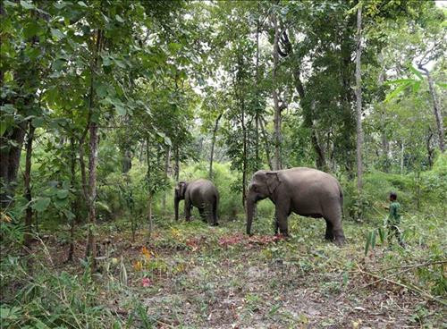Voi nhà được nuôi dưỡng theo hình thức bán hoang dã tại khu rừng thuộc địa bàn xã KRôngNa, huyện Buôn Đôn. Ảnh: Vũ Sinh - TTXVN Voi nhà được nuôi dưỡng theo hình thức bán hoang dã tại khu rừng thuộc địa bàn xã KRôngNa, huyện Buôn Đôn. Ảnh: Vũ Sinh - TTXVN