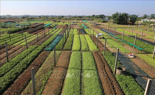 Đẩy mạnh sản xuất rau an toàn. Ảnh: Hồ Cầu - TTXVN Đẩy mạnh sản xuất rau an toàn. Ảnh: Hồ Cầu - TTXVN