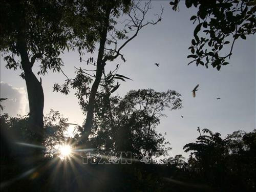 Một góc vườn chim nhân tạo giữa lòng thành phố Cà Mau. Ảnh: Kim Há - TTXVN Một góc vườn chim nhân tạo giữa lòng thành phố Cà Mau. Ảnh: Kim Há - TTXVN