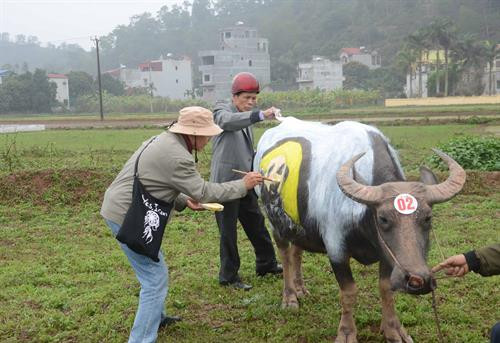 Họa sỹ thể hiện ý tưởng nghệ thuật trên mình trâu. Ảnh: Nguyễn Thị Chinh-TTXVN Họa sỹ thể hiện ý tưởng nghệ thuật trên mình trâu. Ảnh: Nguyễn Thị Chinh-TTXVN