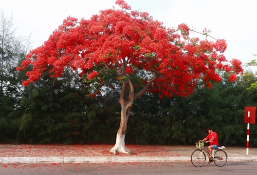 Cây phượng nở hoa rực rỡ trên đường 353, quận Đồ Sơn. Ảnh: Lâm Khánh - TTXVN Những con đường dẫn vào khu du lịch Đồ Sơn ngập tràn sắc đỏ của hoa phượng. Ảnh: Lâm Khánh - TTXVN Những con đường dẫn vào khu du lịch Đồ Sơn ngập tràn sắc đỏ của hoa phượng. Ảnh: Lâm Khánh - TTXVN Những con đường dẫn vào khu du lịch Đồ Sơn ngập tràn sắc đỏ của hoa phượng. Ảnh: Lâm Khánh - TTXVN Hoa phượng nở dọc bờ hồ Tam Bạc - trung tâm thành phố Hải Phòng. Ảnh: Lâm Khánh - TTXVN