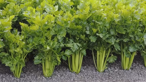 Hướng dẫn cách trồng và chăm bón rau Cần Tây