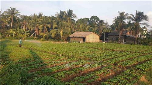 Diện tích trồng rau xà lách của gia đình ông Nguyễn Văn Chờ tại xã Hưng Mỹ, huyện Châu Thành. Ảnh: Thanh Hòa – TTXVN Diện tích trồng rau xà lách của gia đình ông Nguyễn Văn Chờ tại xã Hưng Mỹ, huyện Châu Thành. Ảnh: Thanh Hòa – TTXVN