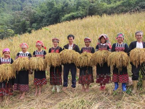 Người Xá Phó thu hoạch lúa để tổ chức Tết cơm mới