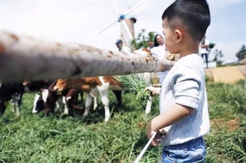 Trang trại như trời Âu ngay gần Đà Lạt ảnh 8 Trang trại như trời Âu ngay gần Đà Lạt ảnh 8