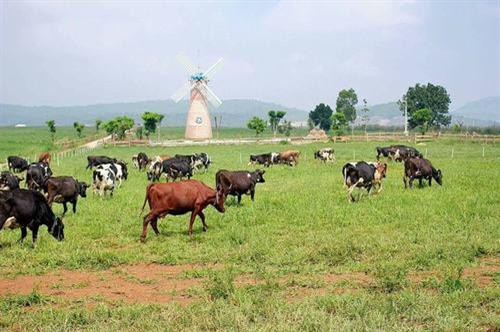 Trang trại như trời Âu ngay gần Đà Lạt ảnh 7 Trang trại như trời Âu ngay gần Đà Lạt ảnh 7