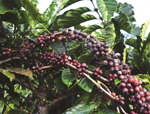 Năng suất cà phê bình quân sau khi tham gia Chương trình Hợp tác công tư đã tăng khoảng 13%, tiết kiệm được 40% lượng nước tưới Năng suất cà phê bình quân sau khi tham gia Chương trình Hợp tác công tư đã tăng khoảng 13%, tiết kiệm được 40% lượng nước tưới