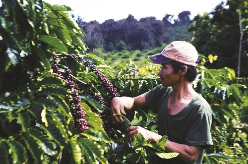 Hiện đã có hơn 1.200 hộ nông dân tham gia Chương trình Hợp tác công tư Hiện đã có hơn 1.200 hộ nông dân tham gia Chương trình Hợp tác công tư