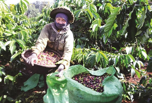 Mùa thu hoạch cà phê ở tỉnh Đắk Nông Mùa thu hoạch cà phê ở tỉnh Đắk Nông