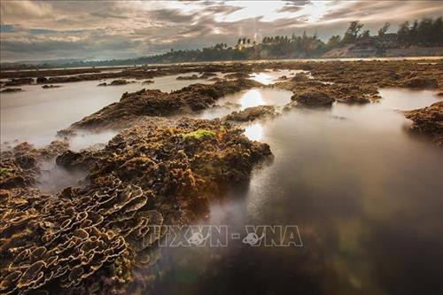 Cái tên Hòn Yến do trước kia nơi đây có rất nhiều chim yến về làm tổ và Hòn Yến mang vẻ đẹp mộc mạc, hoang sơ. Ảnh: Trọng Đạt - TTXVN Vẻ tuyệt đẹp của hệ sinh thái san hô tự nhiên tại Hòn Yến khi thủy triều rút. Ảnh: Trọng Đạt - TTXVN Trong khoảng thời gian thủy triều rút, rặng san hô lộ trên mặt nước với nhiều màu sắc và hình thù lạ mắt, tạo nên con đường san hô nối dài cách bờ khoảng 150m và đi thẳng tới Hòn Yến, thu hút rất đông du khách tò mò khám phá. Ảnh: Trọng Đạt - TTXVN Những lúc thủy triều xuống, chỉ cần lội bộ ra biển một đoạn là có thể ngắm nhìn và chạm được vào rặng san hô ở Hòn Yến rất dễ dàng. Ảnh: Trọng Đạt - TTXVN Các loại san hô đủ hình dáng, màu sắc có thể nhìn thấy dưới lớp nước mỏng. Ảnh: Trọng Đạt - TTXVN Nét hoang sơ của hệ sinh thái san hô tự nhiên tại địa danh Hòn Yến. Quần thể Hòn Yến được công nhận Di tích Danh thắng cấp quốc gia vào tháng 4/2018. Ảnh: Trọng Đạt - TTXVN Những lúc thủy triều xuống, chỉ cần lội bộ ra biển một đoạn là có thể ngắm nhìn và chạm được vào san hô dễ dàng. Tuy nhiên, vài năm trở lại đây, lượng khách du lịch tự phát đến tham quan quá lớn đã gây hư hại nhiều cho hệ sinh thái san hô biển cùng môi trường và cảnh quan. Ảnh: Trọng Đạt - TTXVN