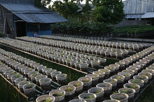Ở Sa Đéc hiện có khoảng 1.500 hộ làm nghề trồng hoa