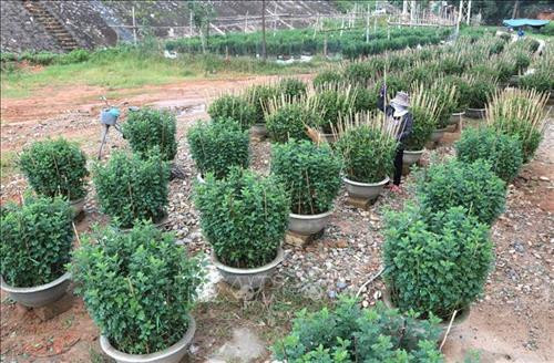 Người dân làng An Lạc chăm sóc hoa vụ Tết. Ảnh: Nguyên Lý -TTXVN