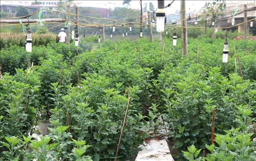 Vườn hoa ở làng An Lạc được mắc đèn điện để hỗ trợ hoa phát triển. Ảnh: Nguyên Lý -TTXVN